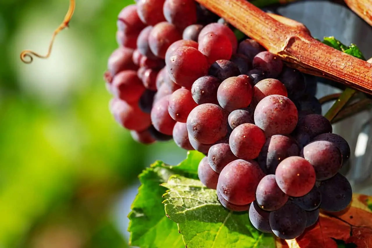 Stilbenes like resveratrol are found in grapes, predominantly